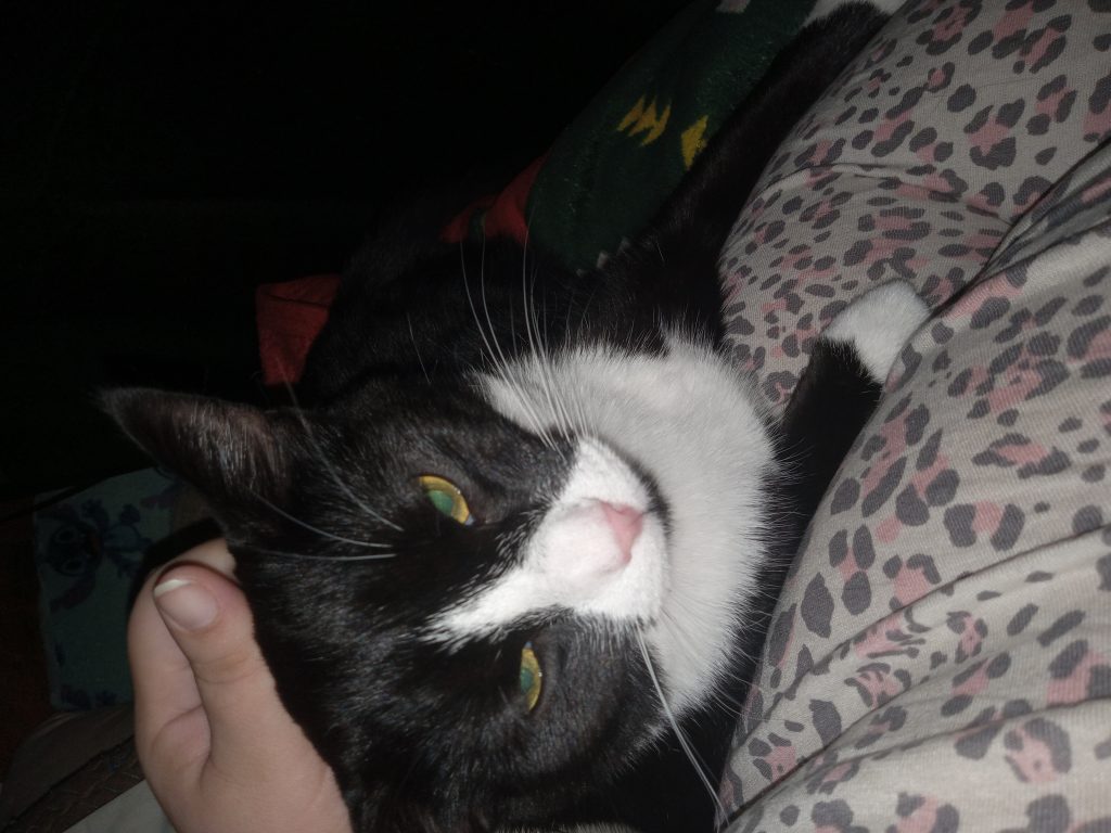 Gus, lost cat, Tomcat
