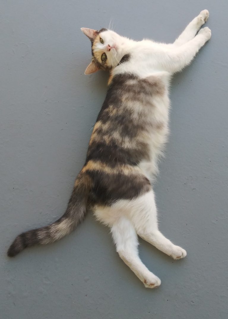 Katie, lost cat, calico
