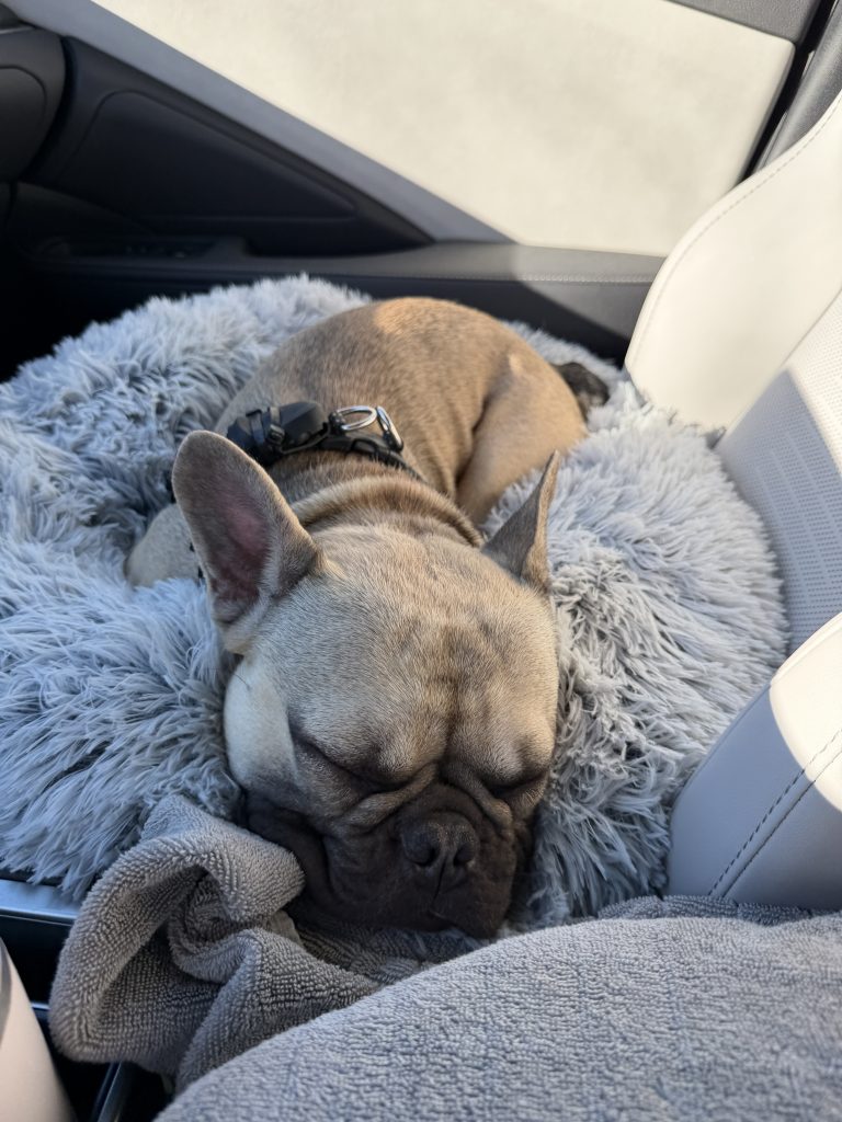 Blaze, lost dog, French Bulldog
