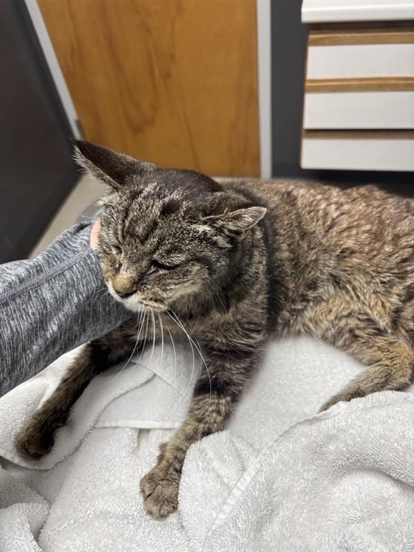 Dillard, lost cat, American