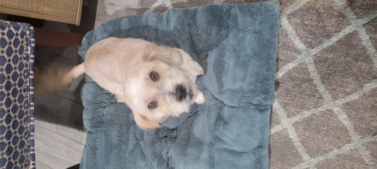 Leroy, lost dog, Multipoo
