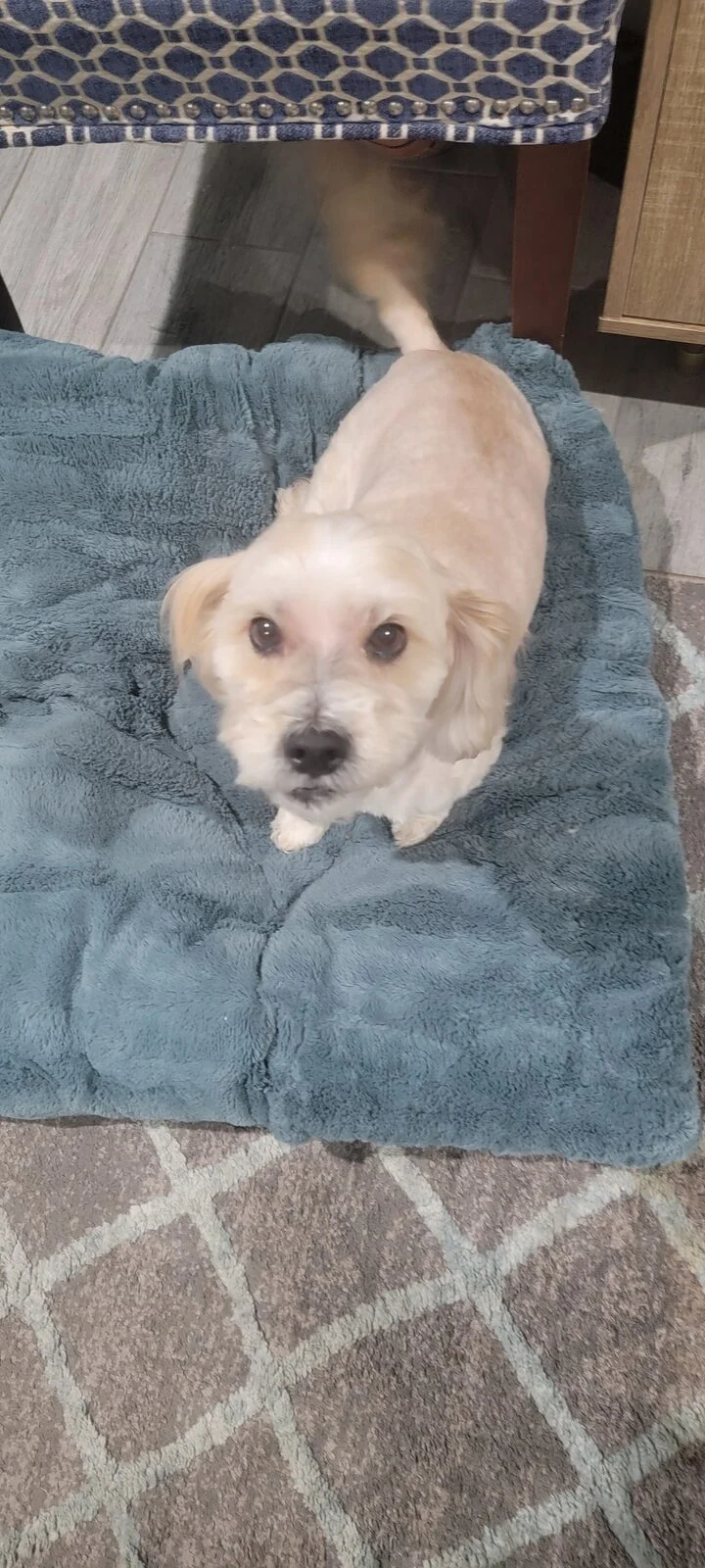 Leroy, lost dog, Multipoo