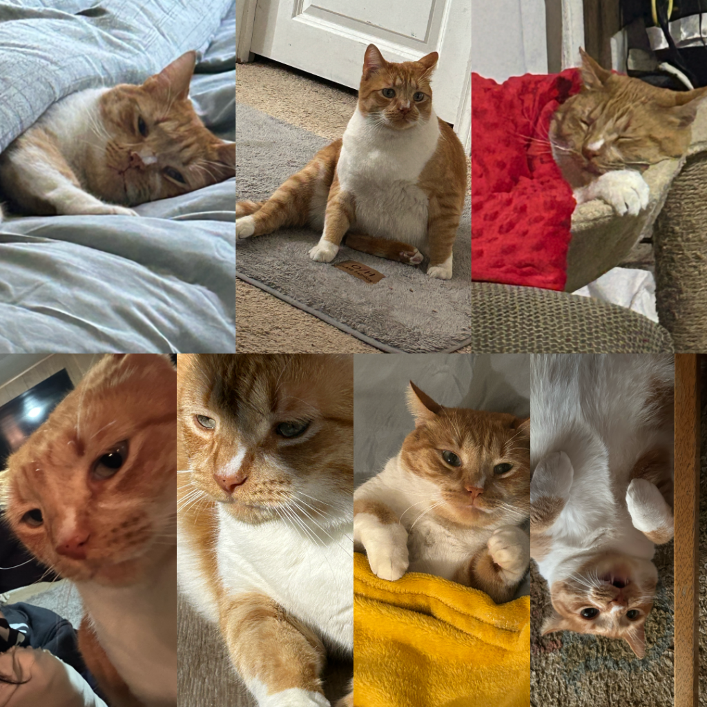 Mitchy, lost cat, Domestic
