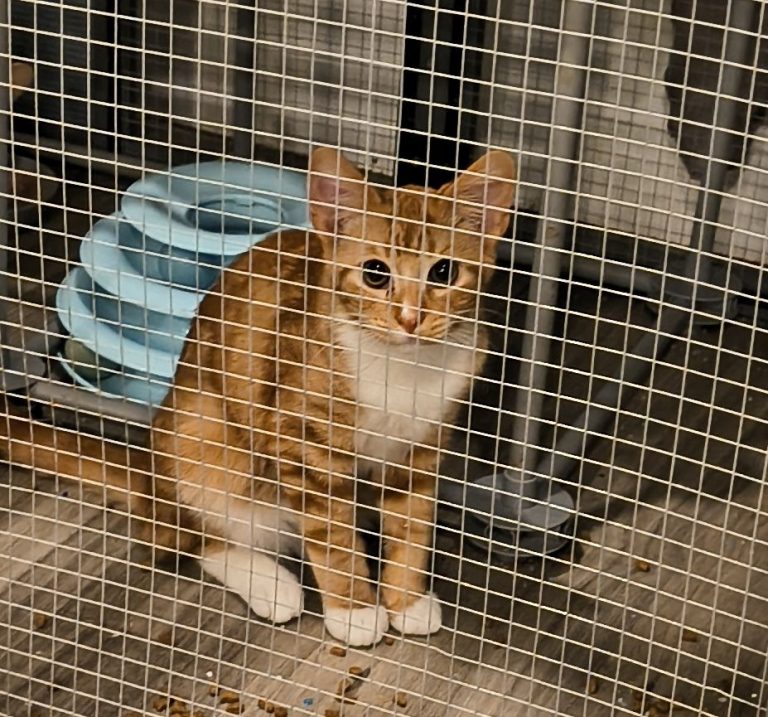 Simba, lost cat, tabby