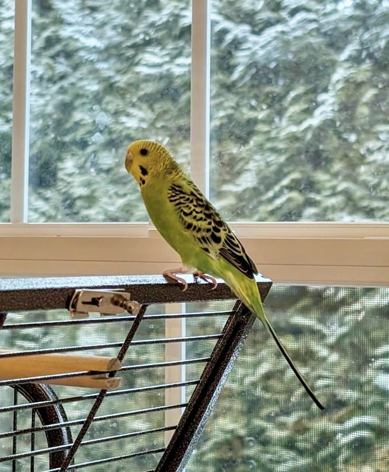 Tarzan, lost bird, Parakeet