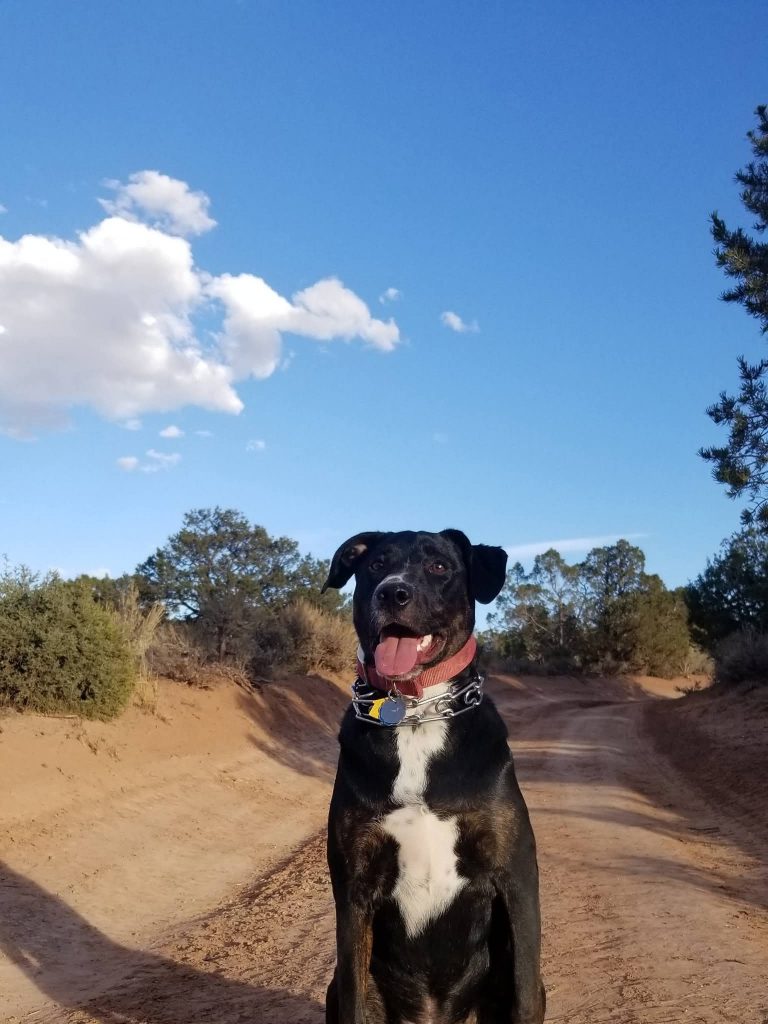 Atlas, lost dog, Pit/Lab mix