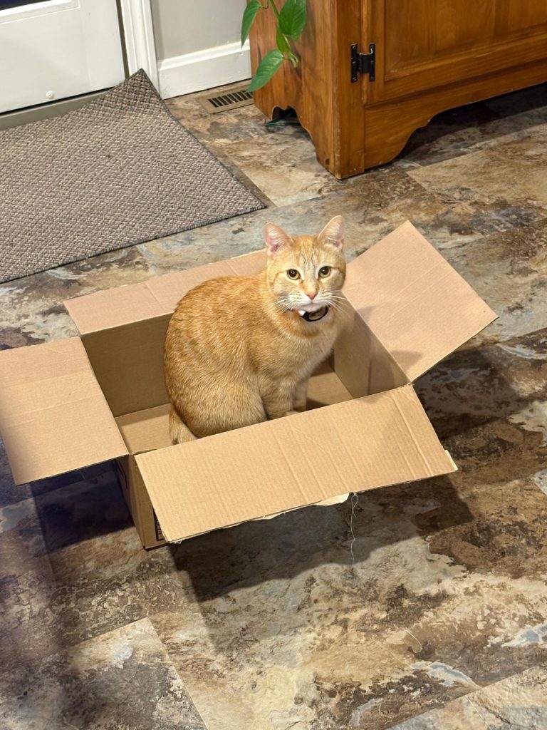 Fred, lost cat, Tabby