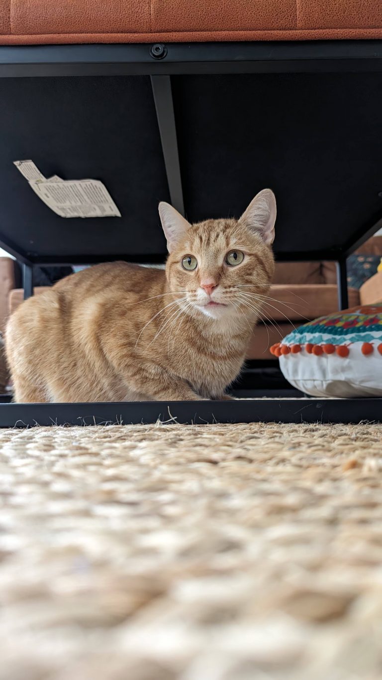 Zuko, lost cat, Domestic shorthair