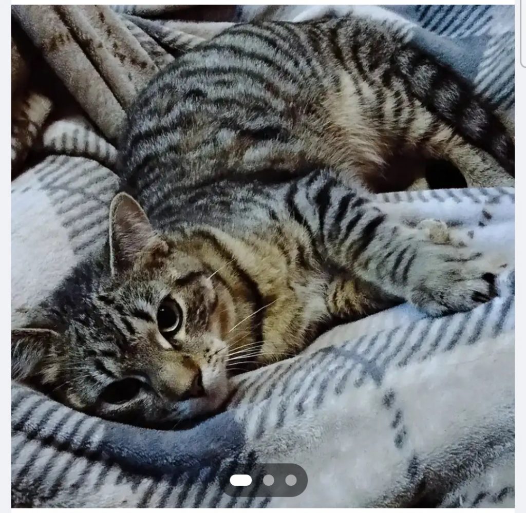 Salem, lost cat, Taby