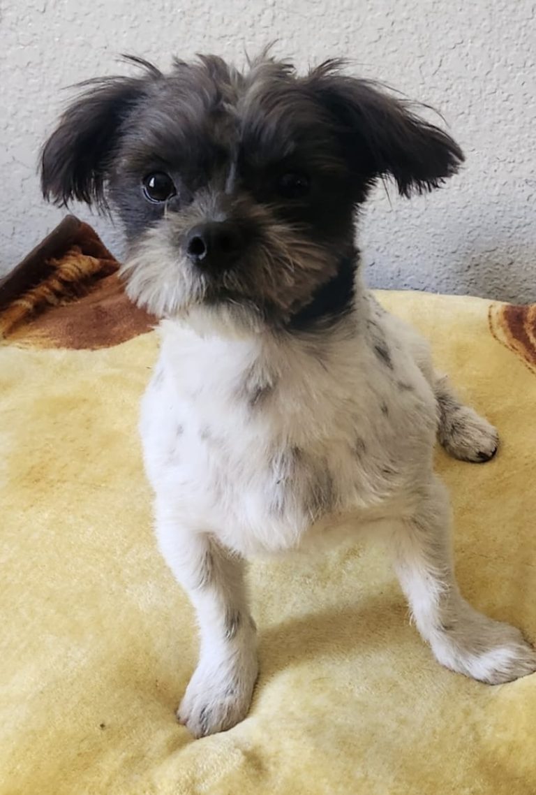 Solovino, lost dog, Small dog