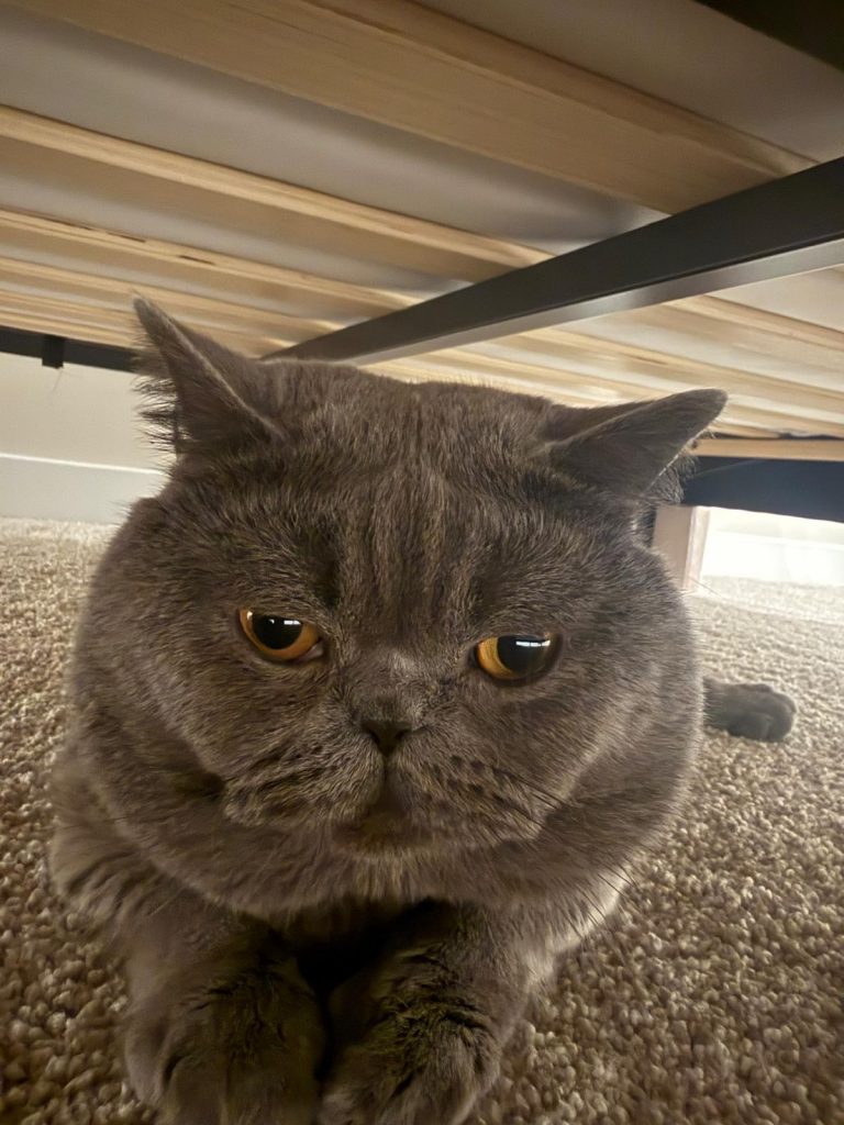Fluffy, lost cat, British shorthair