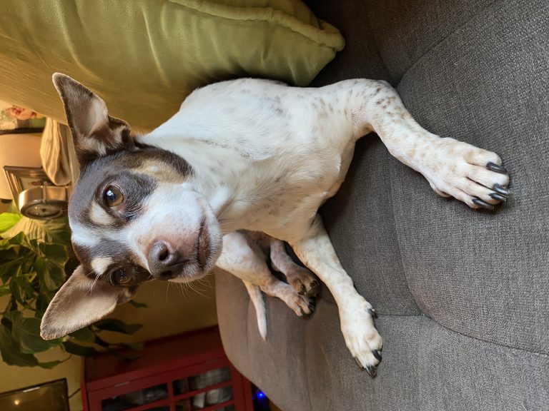 Nacho, lost dog, Chi Terrier