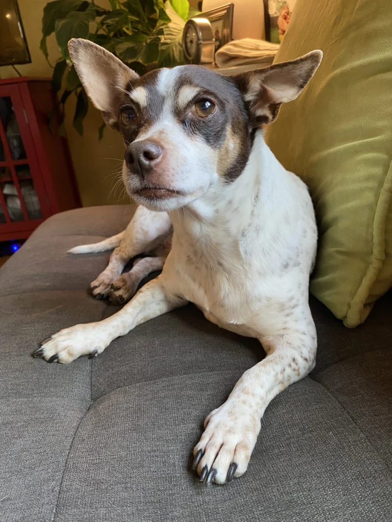 Nacho, lost dog, Chi Terrier