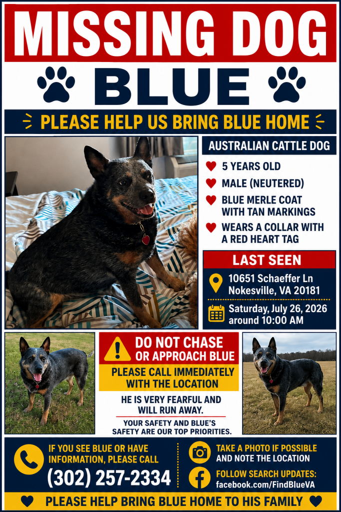 Blue, lost dog, Autralian cattle dog