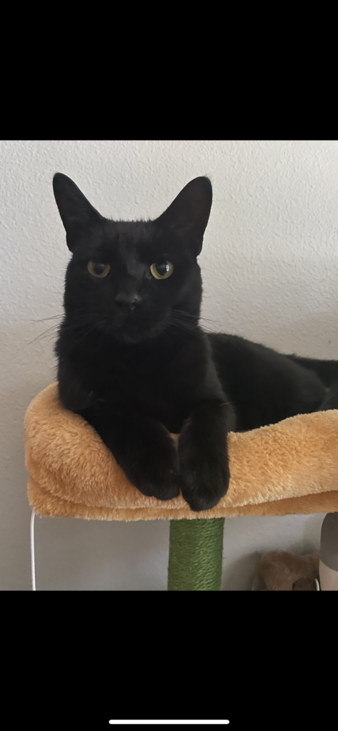 Roy, lost cat, regular