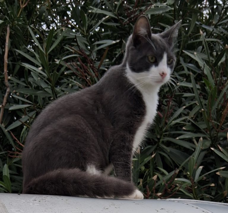 Mittens, lost cat, not sure