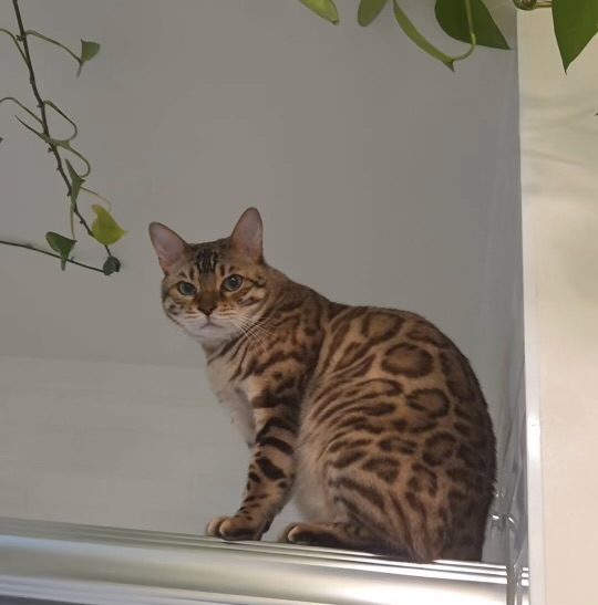 Mamba, lost cat, Bangle cat