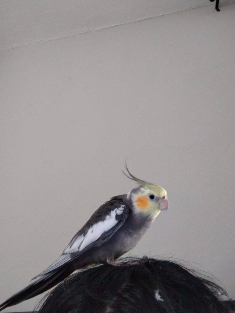 Dimple, lost bird, Cockatiel