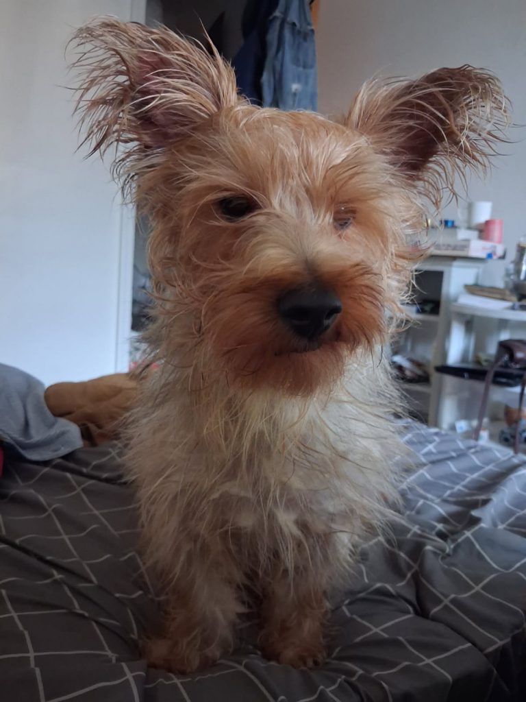 Smokey, lost dog, Yorkie
