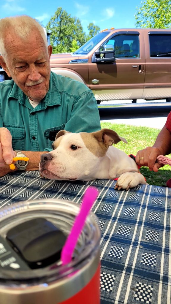 Zeva, lost dog, Pitbull