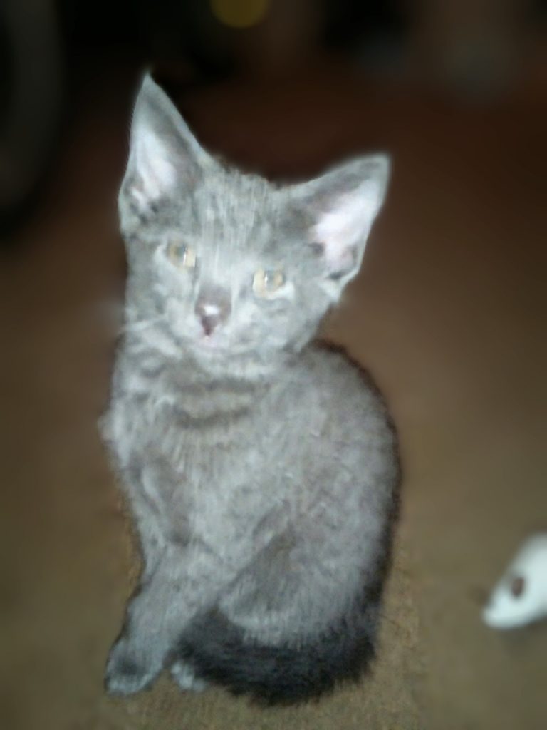 Church, lost cat, Domestic shorthair
