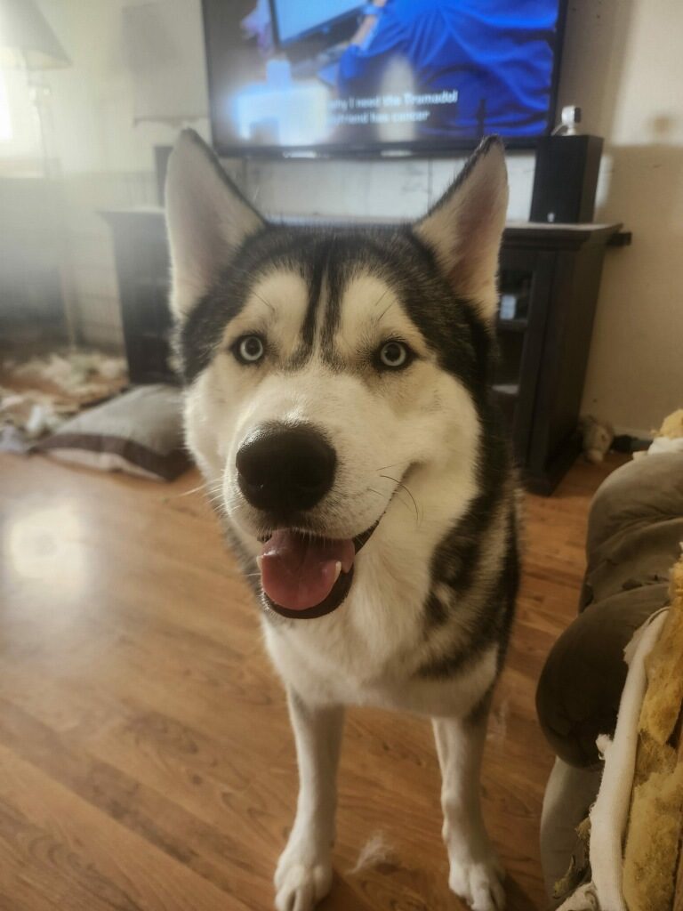 Rocky, lost dog, Husky