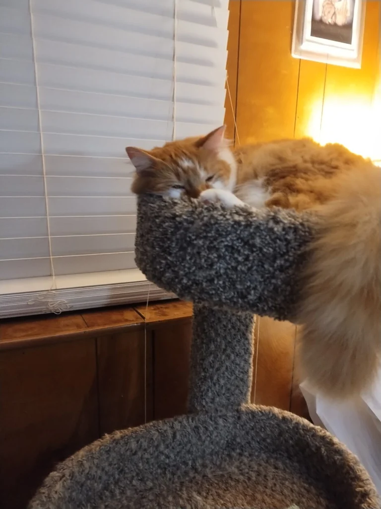 Mittens, lost cat, Furry
