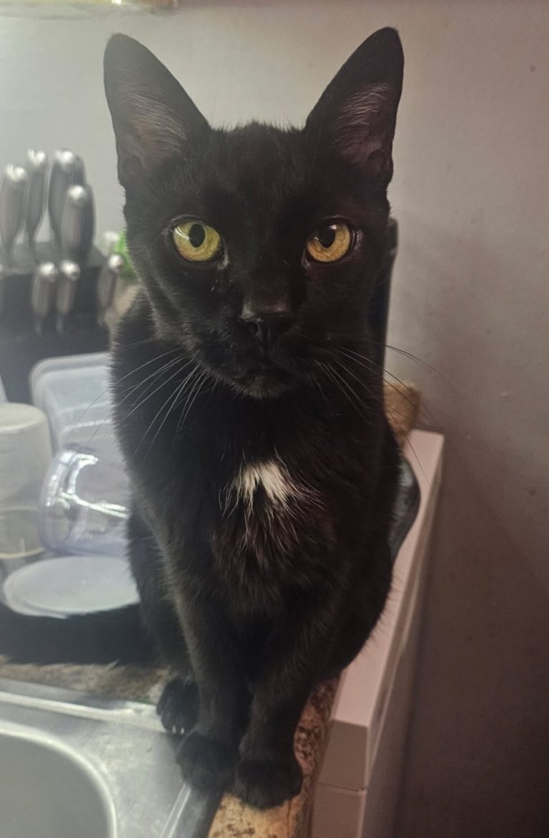 Midnight, lost cat, Domestic