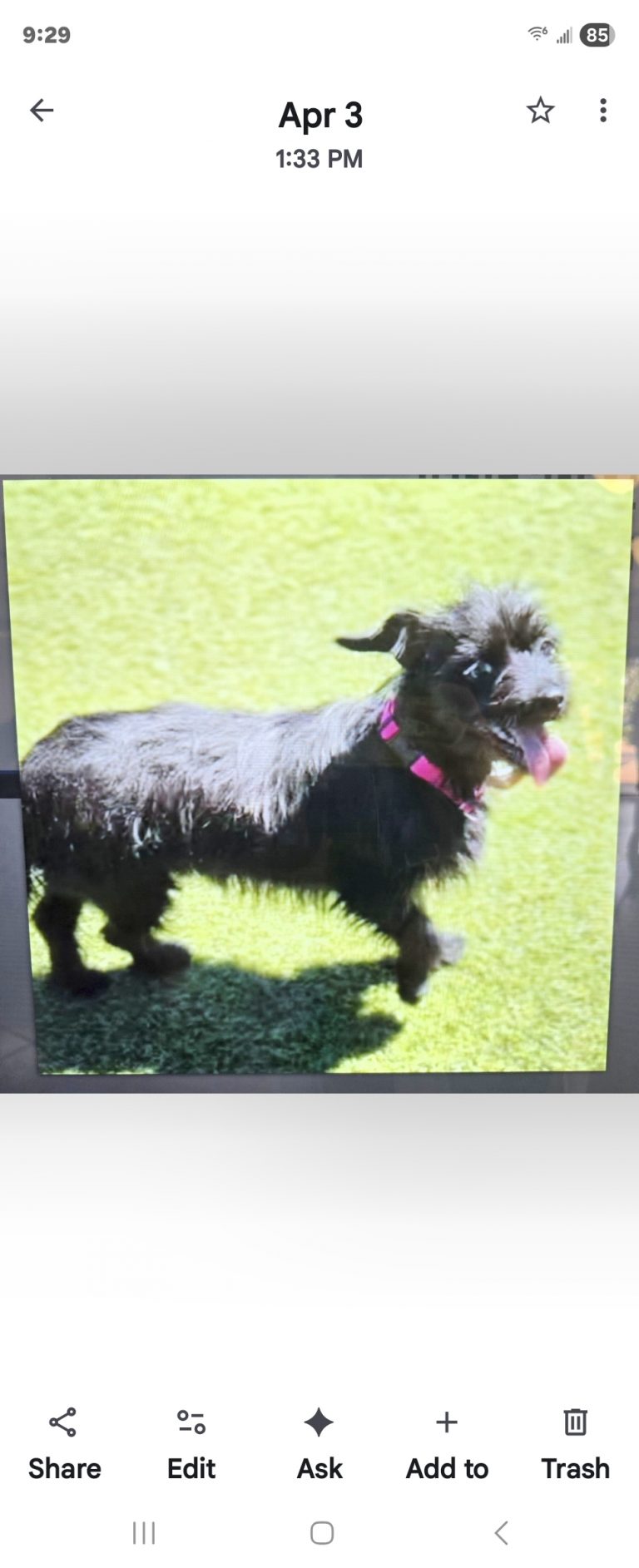 Lulu, lost dog, Terrier