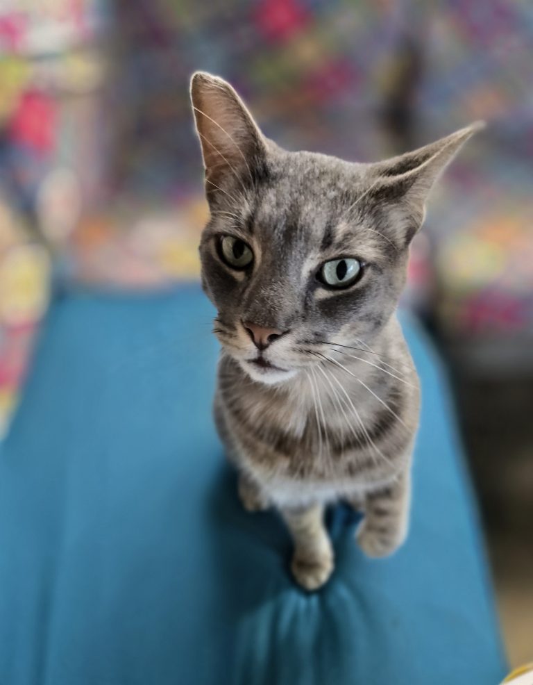 Scout, lost cat, Domestic
