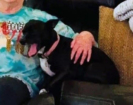 Buddy, lost dog, Jack Russell/chiwawah