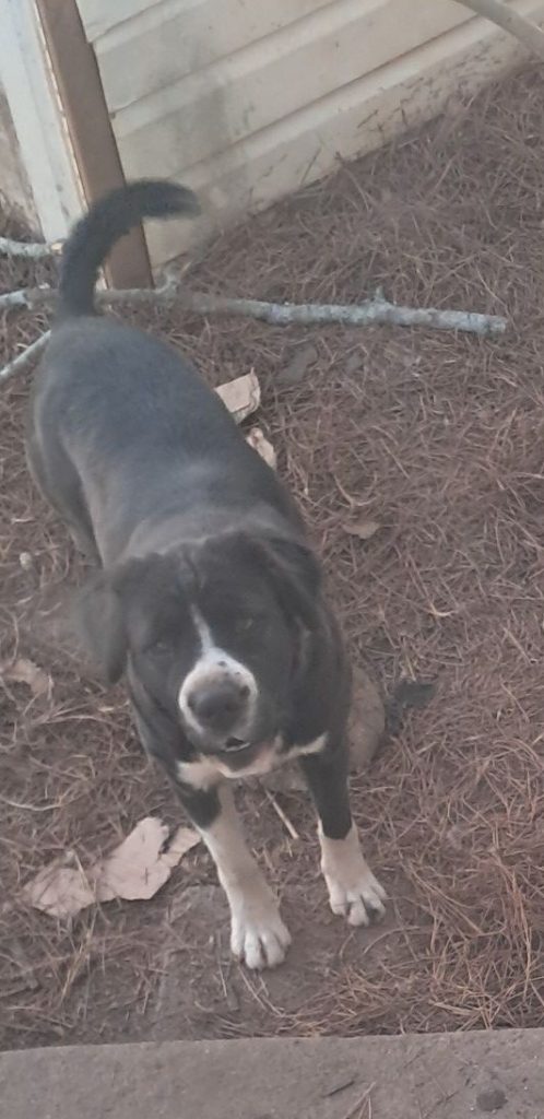 Doña, lost dog, Mix lab