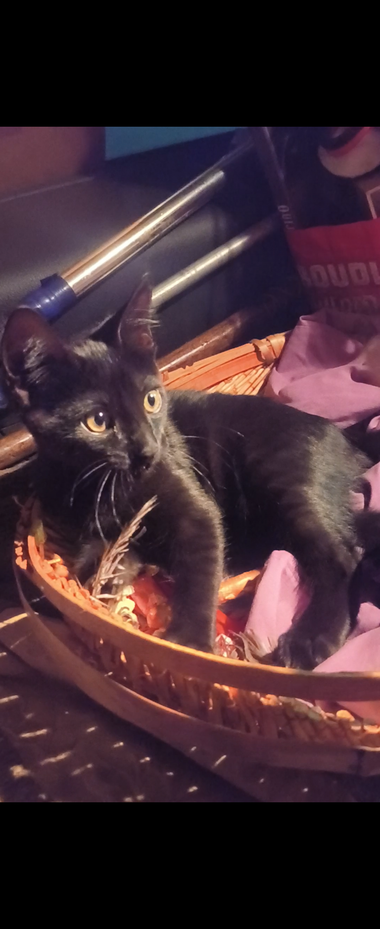 Lilly Bear, lost cat, Short hair