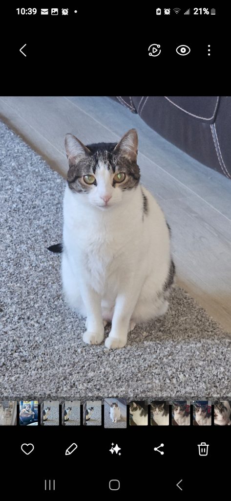 Daisy, lost cat, Short hair