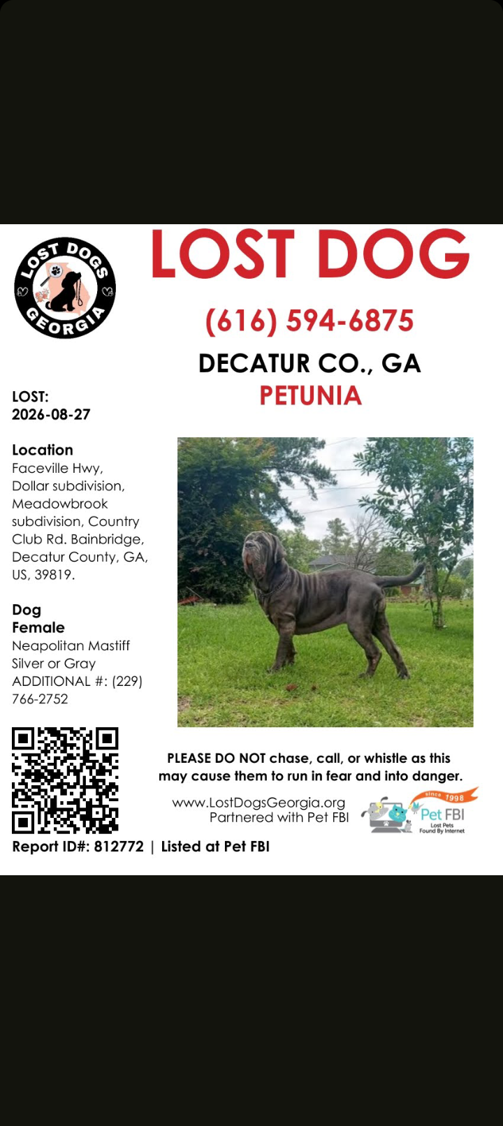 Petunia, lost dog, Neapolitan Mastiff