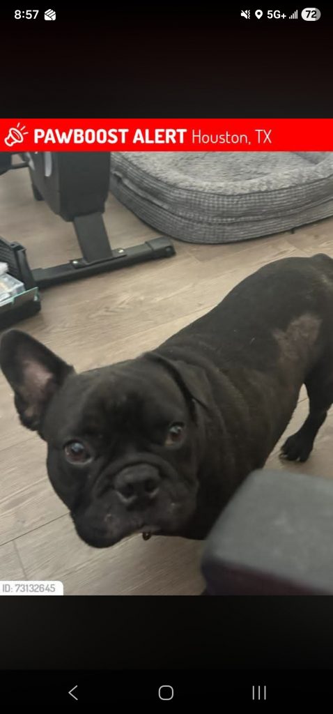 Frank, lost dog, French Bulldog