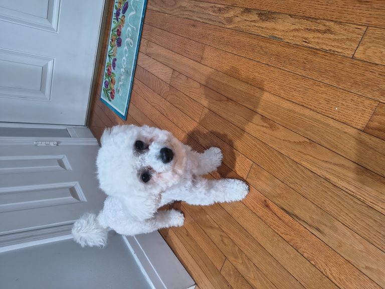 Todby, lost dog, Bicho frise