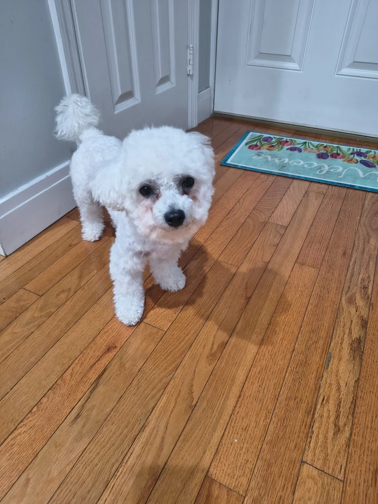 Todby, lost dog, Bicho frise