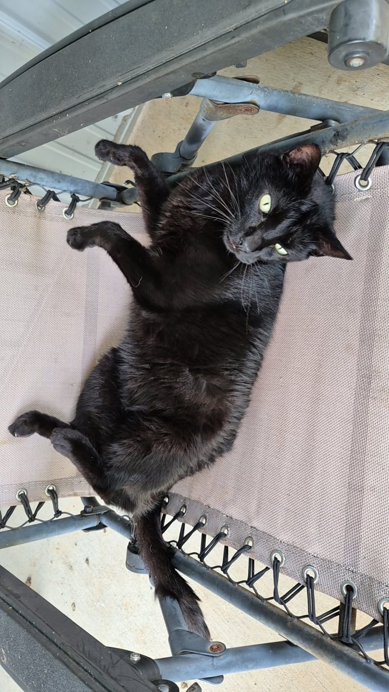 Loki, lost cat, Domestic Short Hair