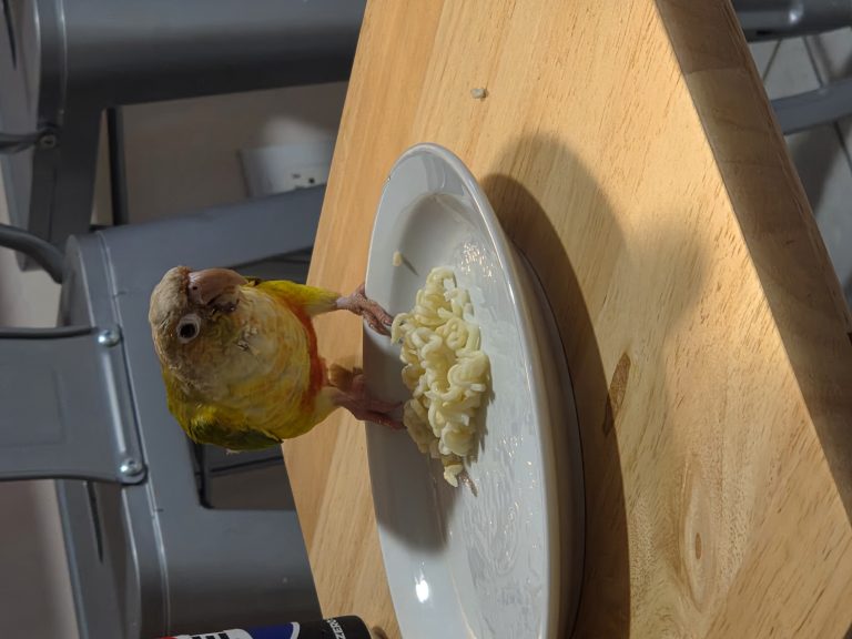Papaya, lost bird, Green cheek conure