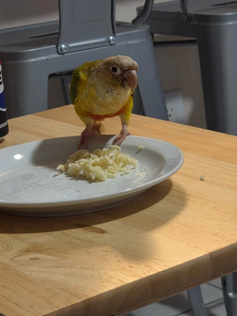 Papaya, lost bird, Green cheek conure
