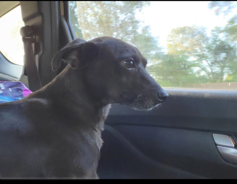 Bentley, lost dog, Chiweenie