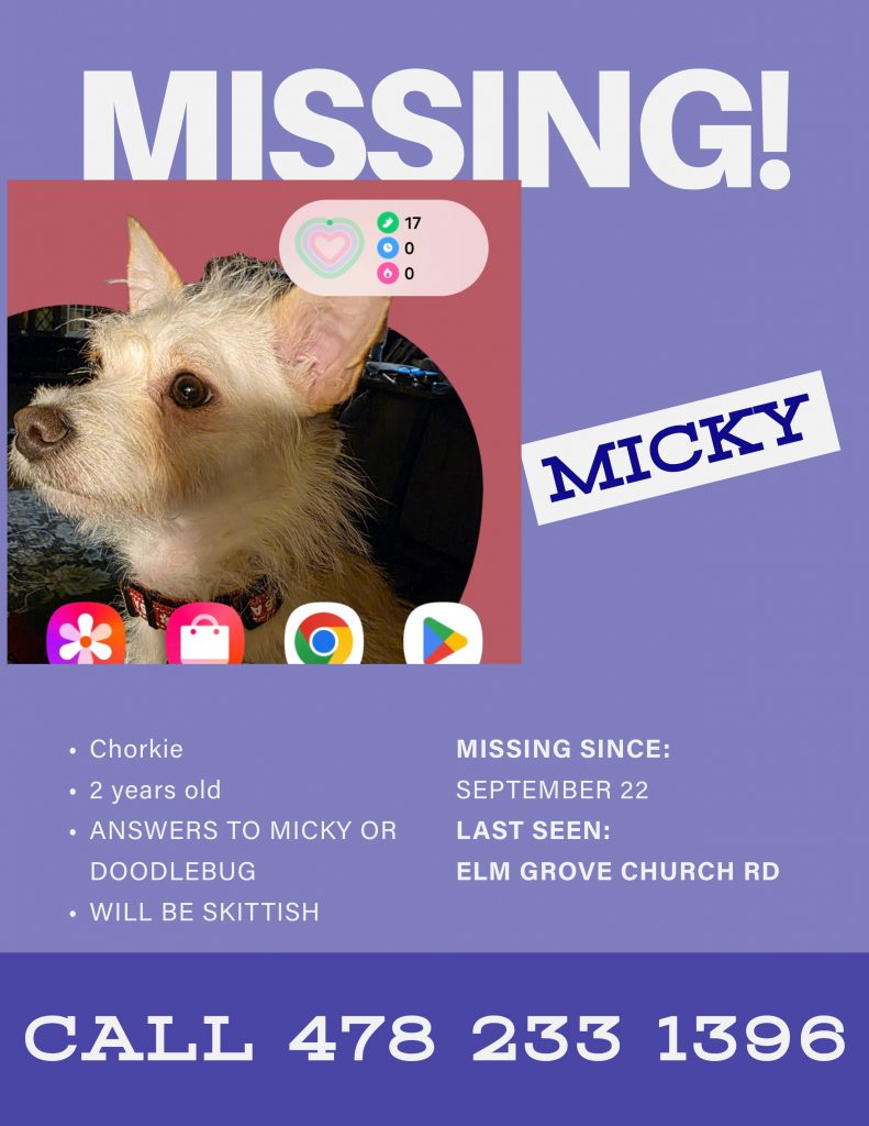 Micky, lost dog, Chorkie