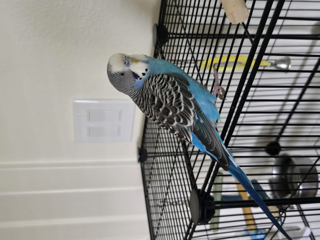 Boji, lost bird, Budgie