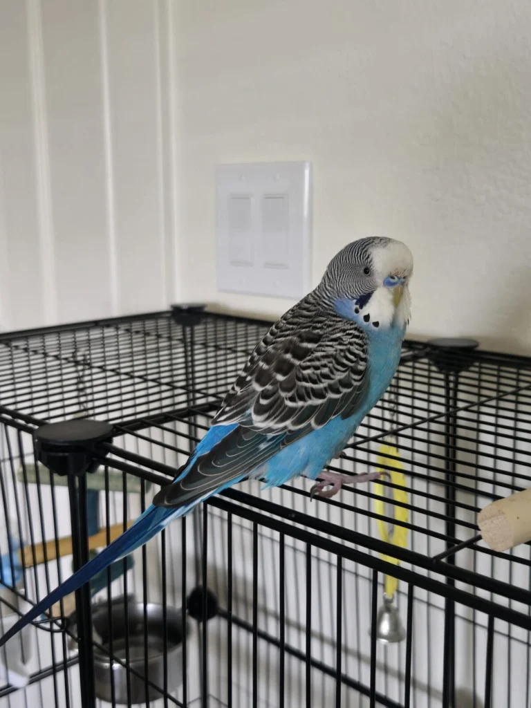 Boji, lost bird, Budgie