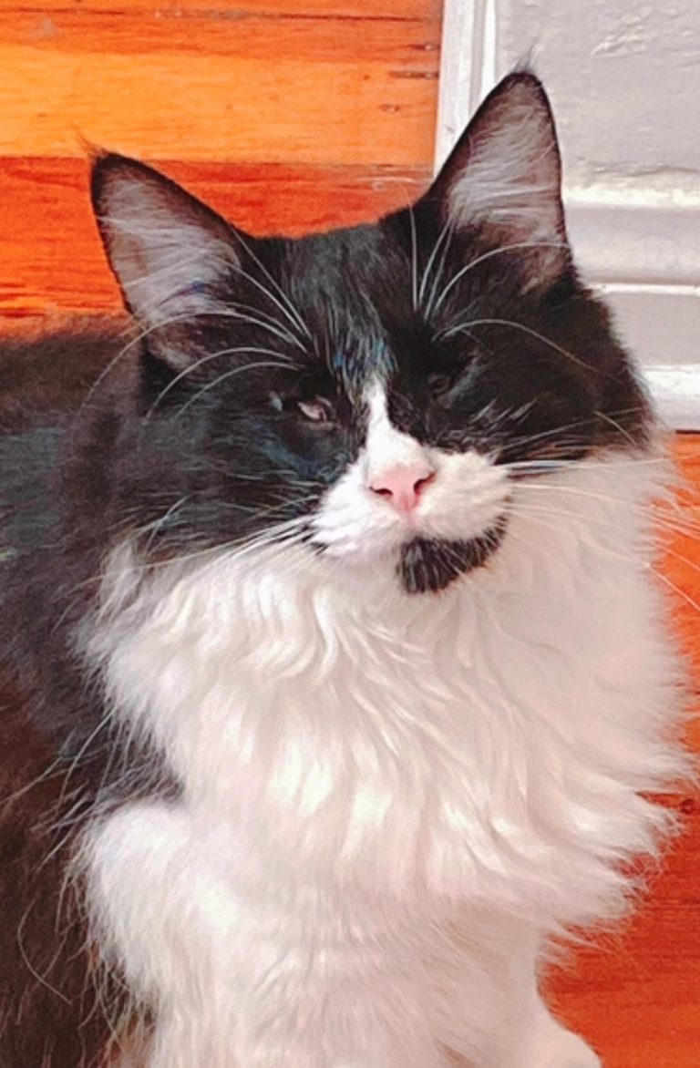Inyon, lost cat, Tuxedo