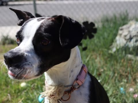 Lady Bird, lost dog, boston terrier / italian greyhound
