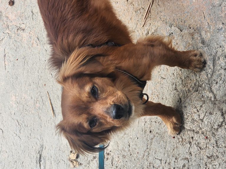 Unknown, lost dog, maltese mix