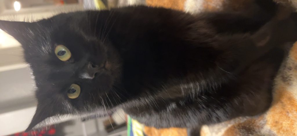 Twilight, lost cat, Bombay ish