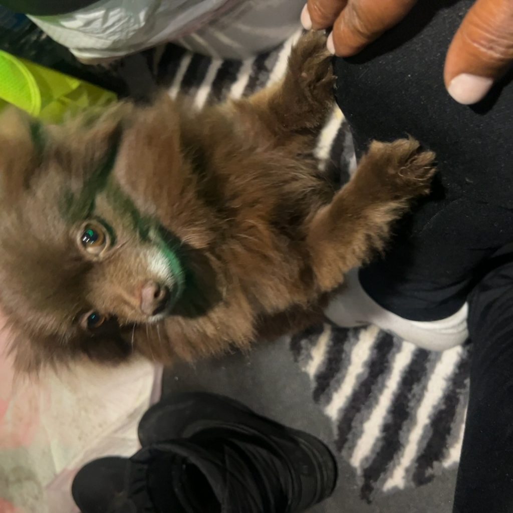 Mocha, lost dog, pomperianian